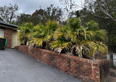 Garden cleanup in lake macquarie