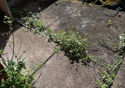 Garden cleanup in lake macquarie